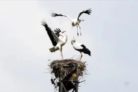Havalar ısındı! Leylekler Muş Ovası'ndaki yuvalarına dönmeye başlad